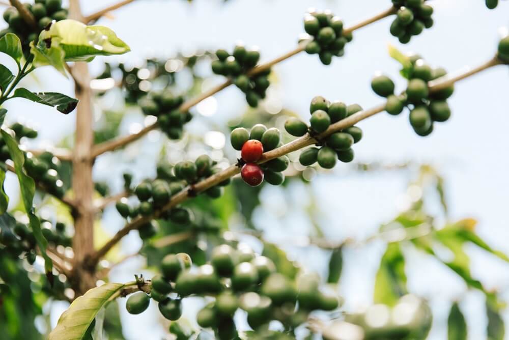Green coffee cherries on a branch